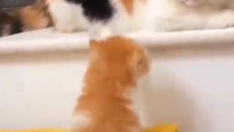 Best funny animal videos 😂😂funniest dogs and cats videos 🐱🐶 Funny Animals