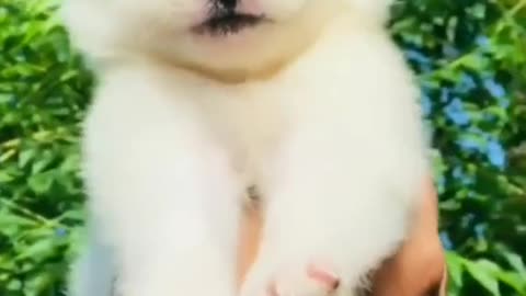 cute Russian puppy...