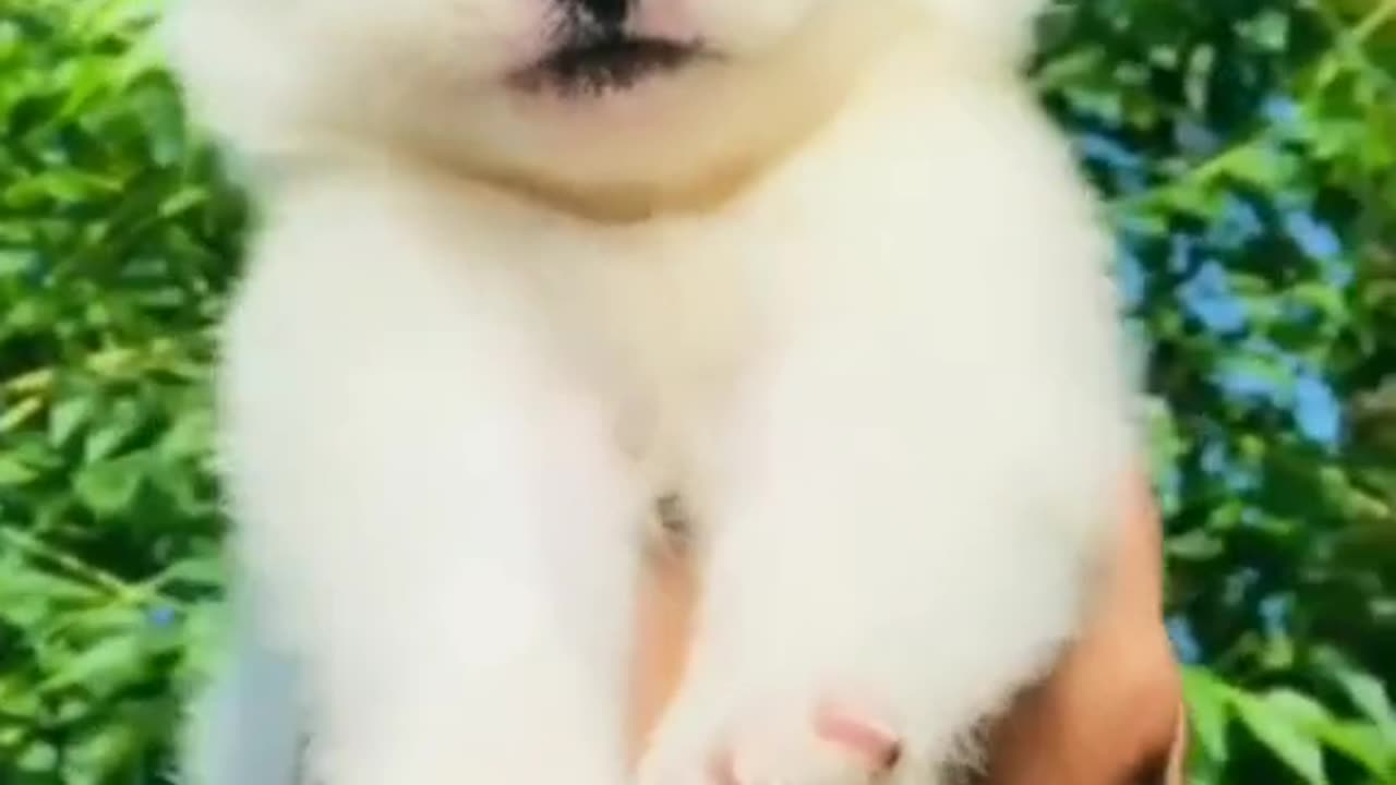 cute Russian puppy...