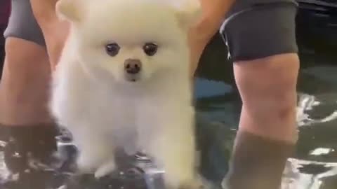 Baby Dogs -Funniest and Cutest Labrador Puppies Best Funny Animal Videos viral Part 52