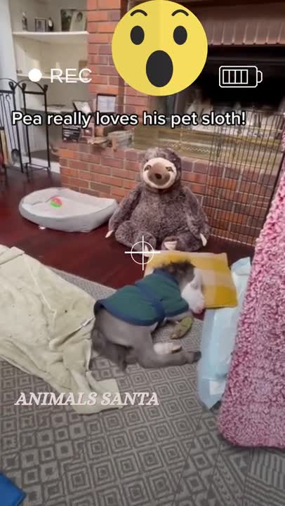 cute horse ! viral video