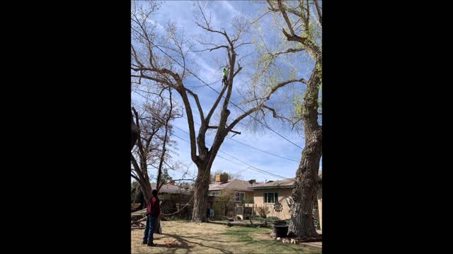 Leo's Tree Service - (505) 930-3158