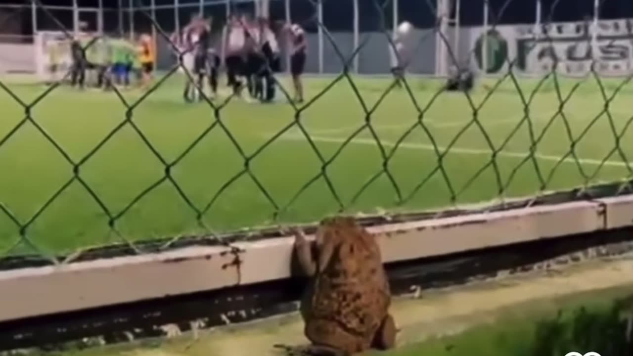 ###FRogViewing###LiLaCUTE###