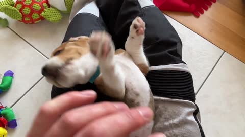 Beagle Puppy Bit My Finger