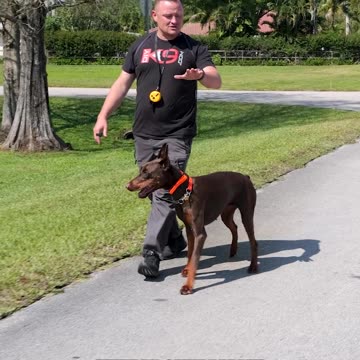 Why We Don’t Recommend the Doberman Pinscher