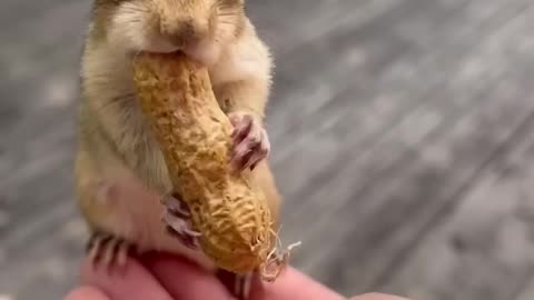 Cute Chipmunk & Long Peanut