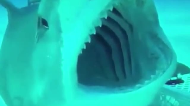 Some amazing moment of shark