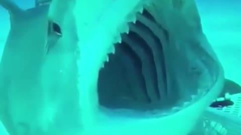 Some amazing moment of shark