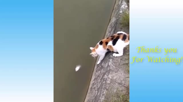 Funny Cat Videos #2 - TRY NOT TO LAUGH