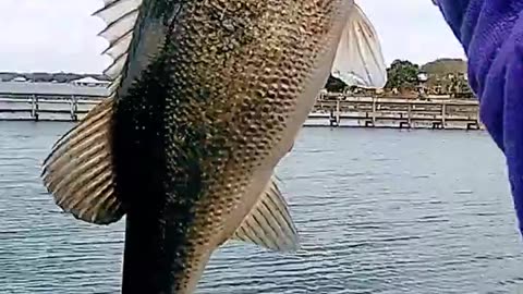 FLORIDA LARGEMOUTH