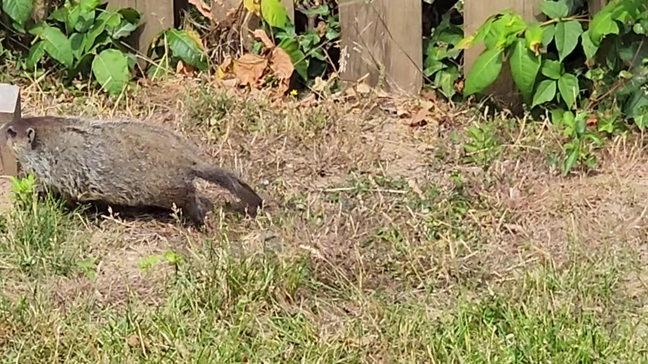 Groundhog mother and babies