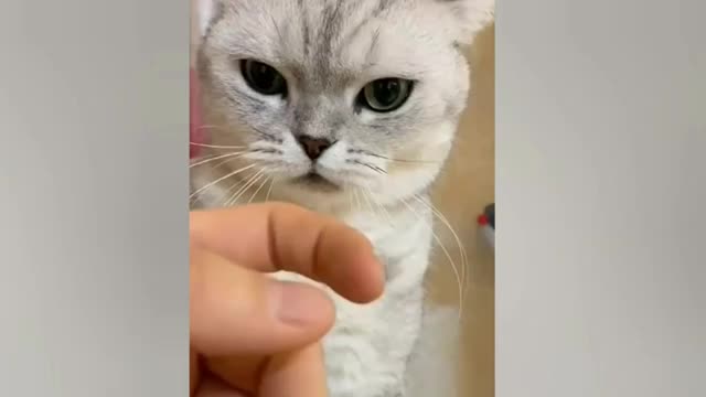 Funny cat compilation review | viral cat videos