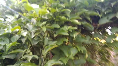 Pasion fruit
