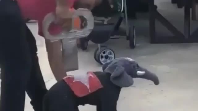 Elephant baby very talented 😍 amazing talent video 📸