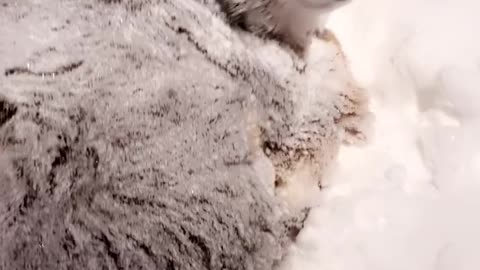 Ollie the Aussie Likes Being Outside During Blizzard