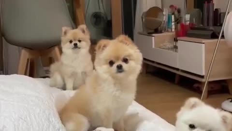 3 cute dogs