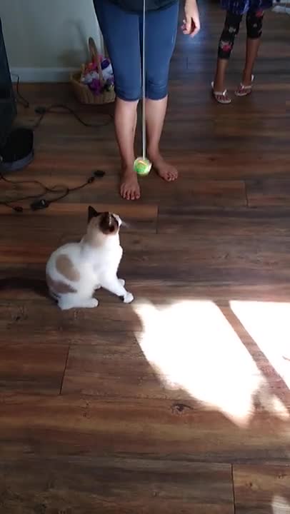 CAT PLAYS YOYO yoyo cat #Shorts #givethanks for cats