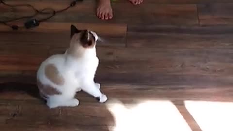 CAT PLAYS YOYO yoyo cat #Shorts #givethanks for cats