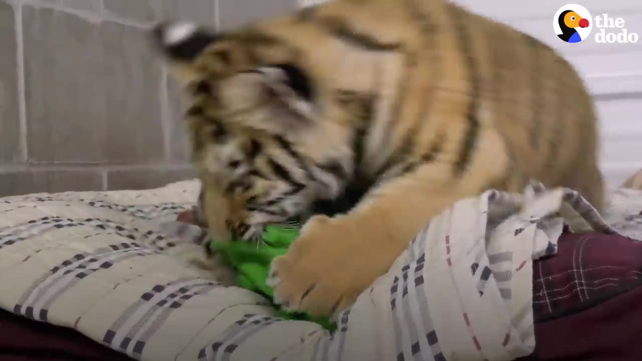 Tiniest Tiger Cub Is A Wild Man Now - The Dodo Little But Fierce