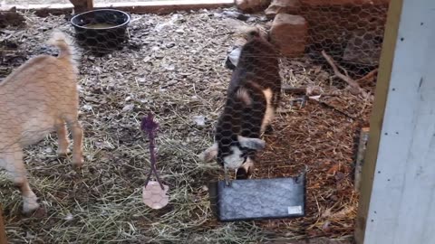 We Saved Baby Kittens... Adorable