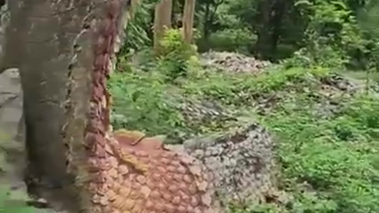 Big snake of the world