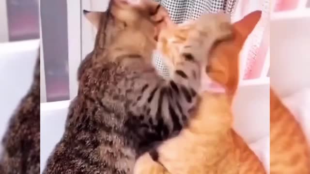 Cute pet funny video