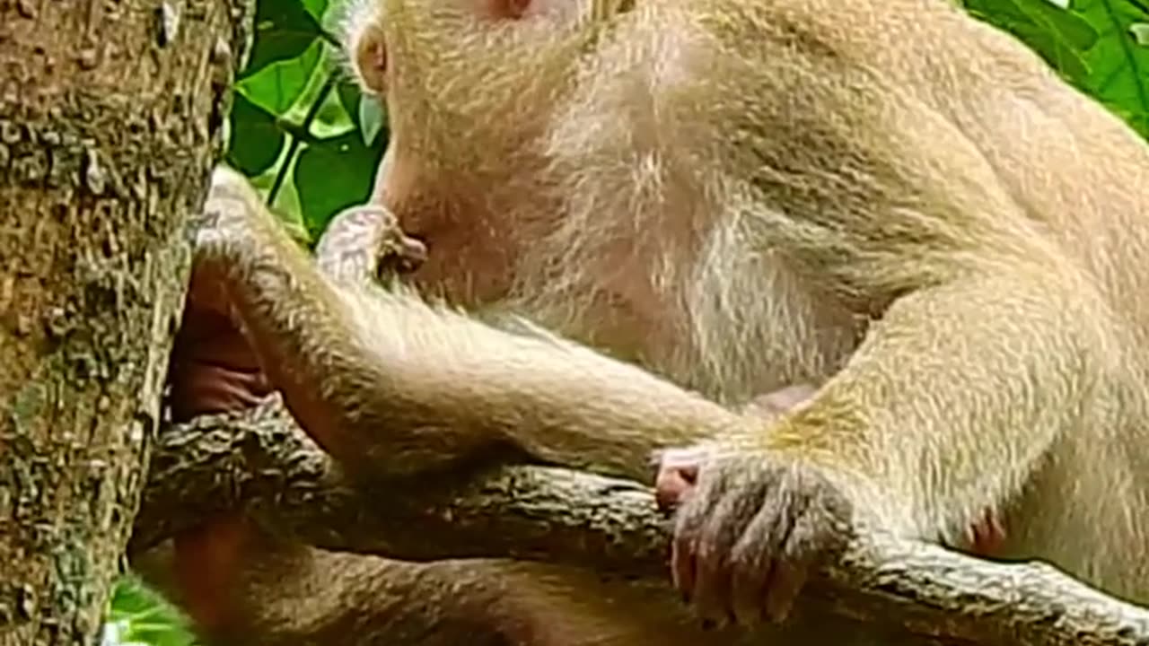 Funny Video Baby Monkeys live at Temple in forest 2024 #birds #lovelywildlifeangkor #animal