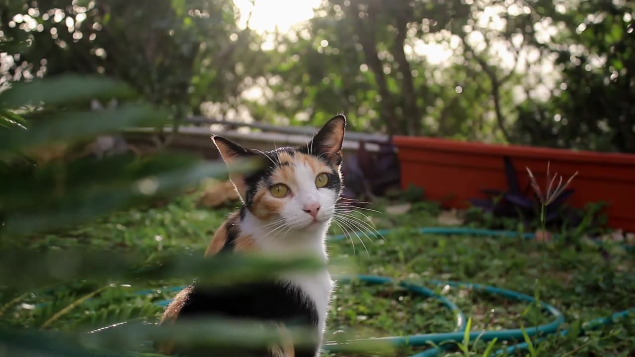 My cutest Kitten in the Garden | Cute Kittens Meowing | Tiny Cute Kitten