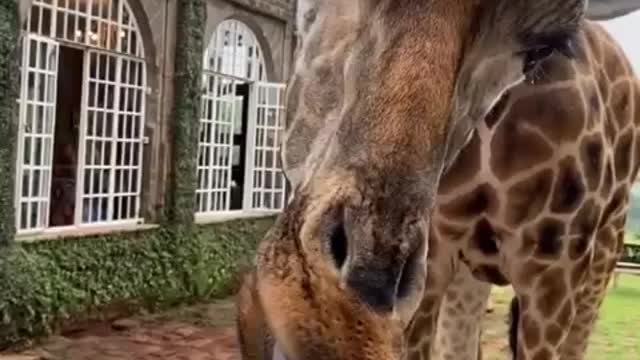 Coffe o'clock with giraffe