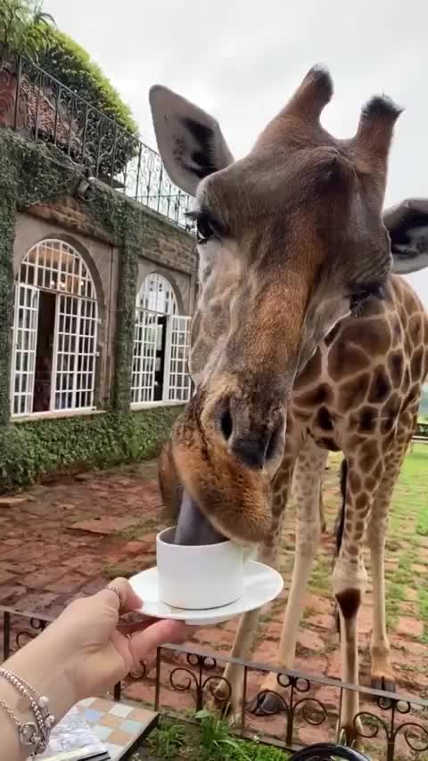 Coffe o'clock with giraffe