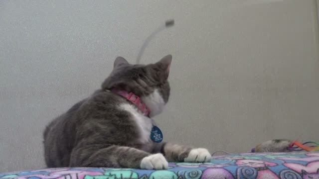 White and Gray Cat Playing With String Toy