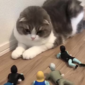 funny cat shots😍🐱funny animal videos 2022🤣#funny😂#10