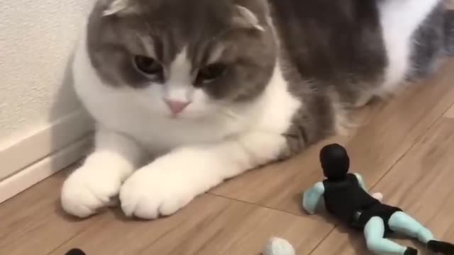 funny cat shots😍🐱funny animal videos 2022🤣#funny😂#10