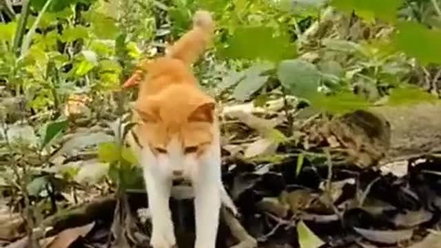 Cats are awesome... Instinto Bruce Lee 👌