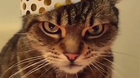 Cat funny video