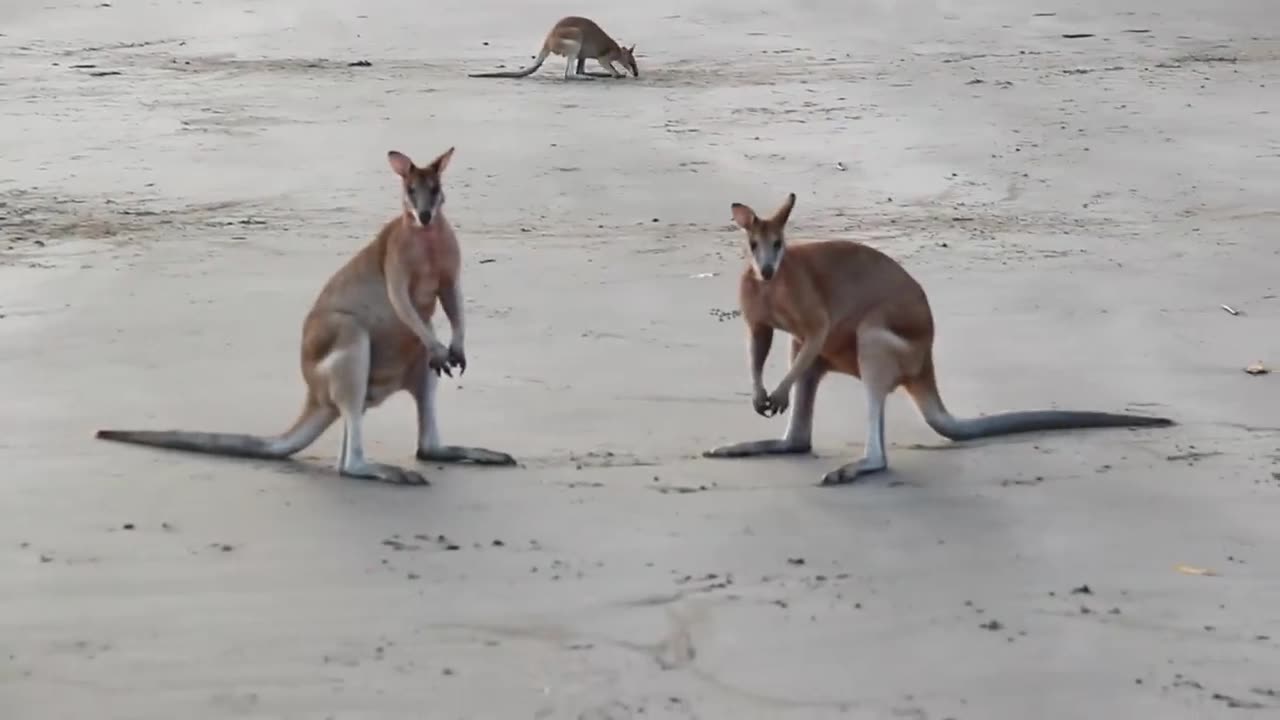 Wallaby Fight