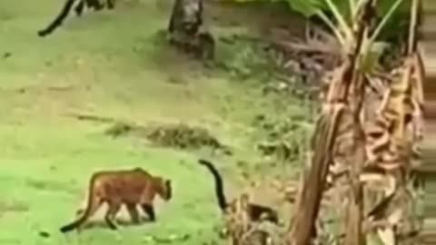 A curious puma after a pizote!