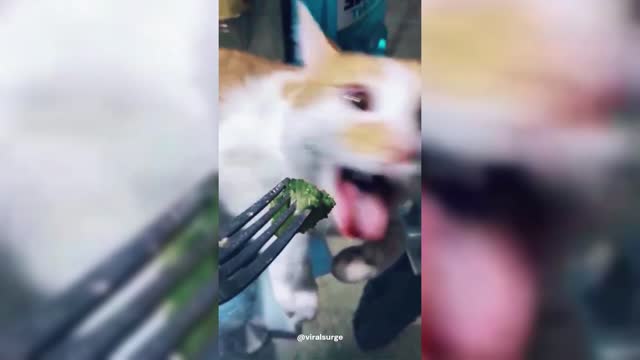 Cat Gags Over Green Vegetables