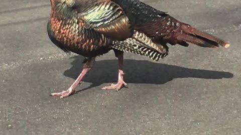 Spring Turkey Male