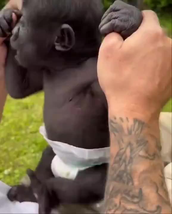 Baby gorilla. ❤️