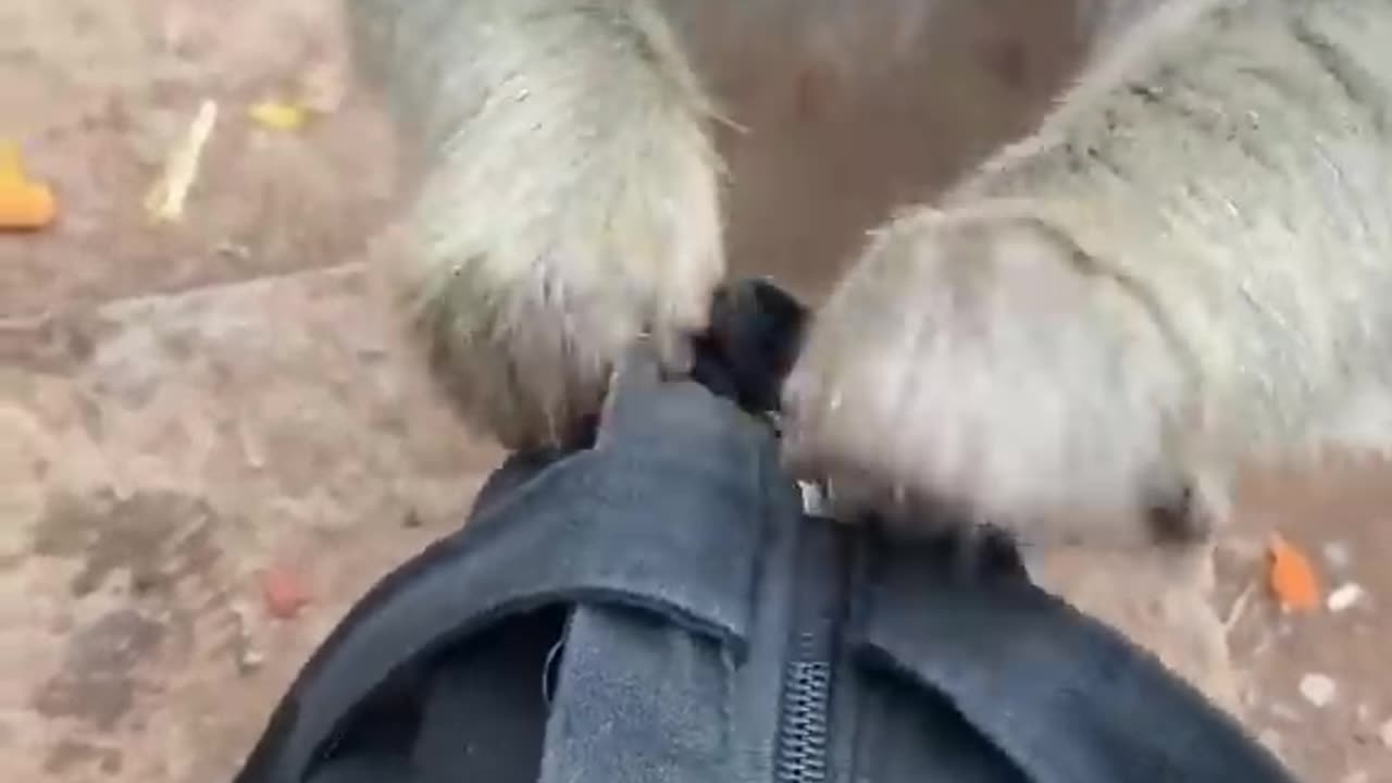 Funny monkey video #rumble #viral