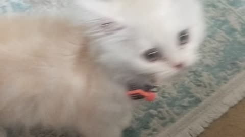 Cute Kitten playing