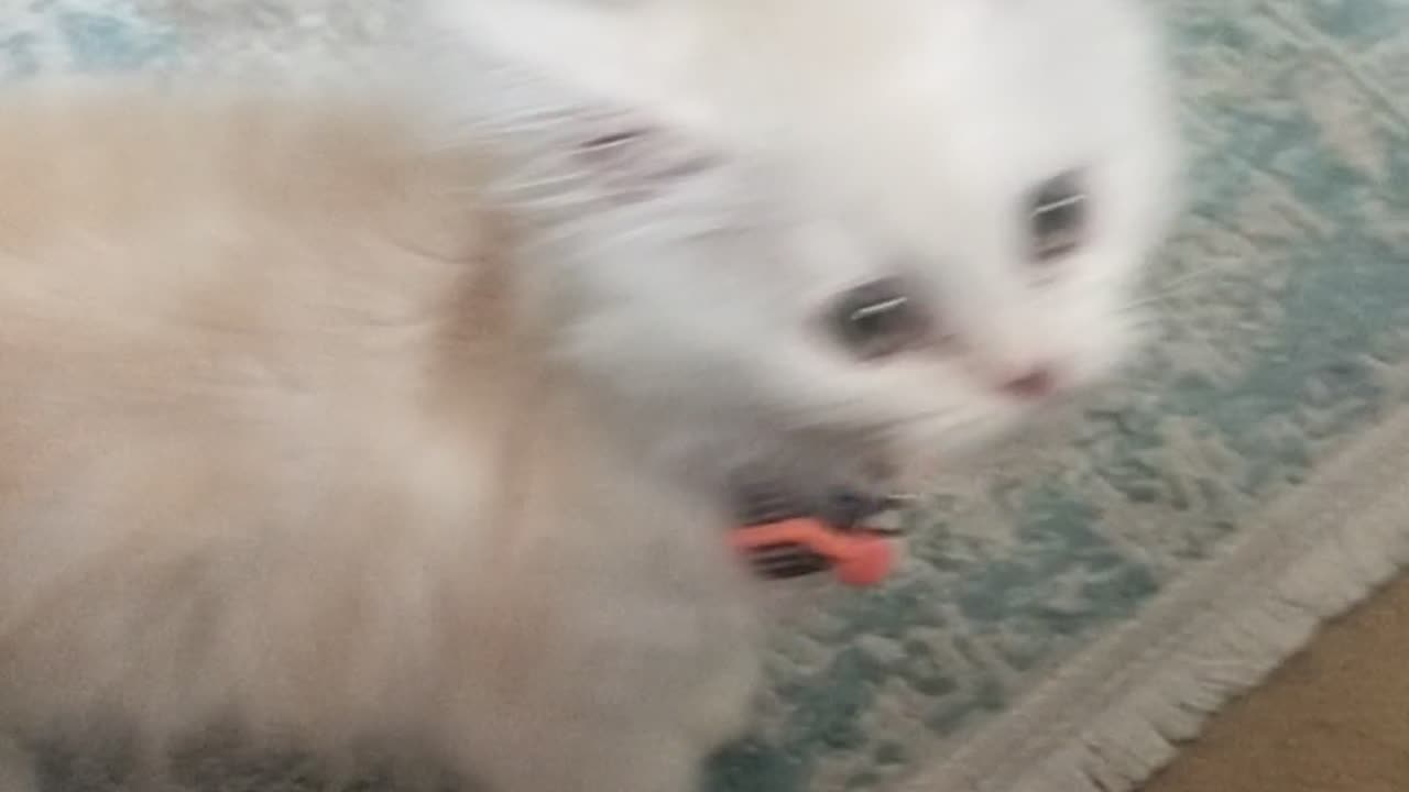 Cute Kitten playing