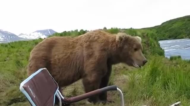 A bear came to a fisherman in Alaska