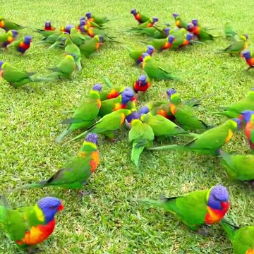 Beautiful Plum Head Parakeet Parrot enjoying