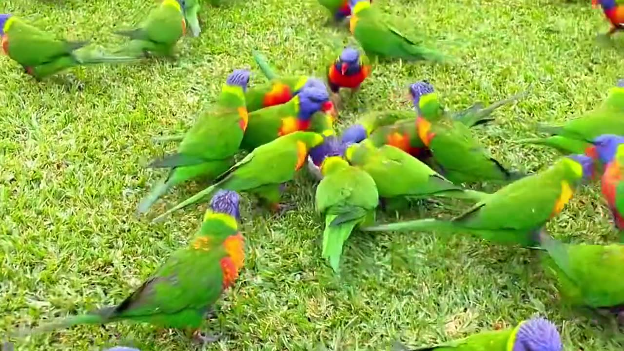 Beautiful Plum Head Parakeet Parrot enjoying