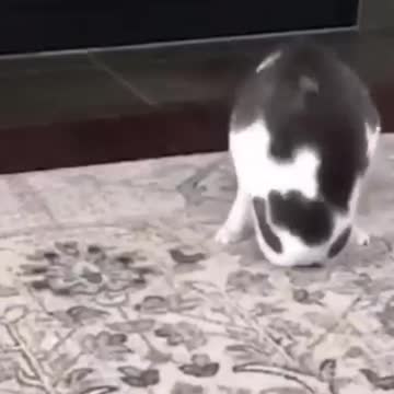 cat play 🥰🥰🥰🥰