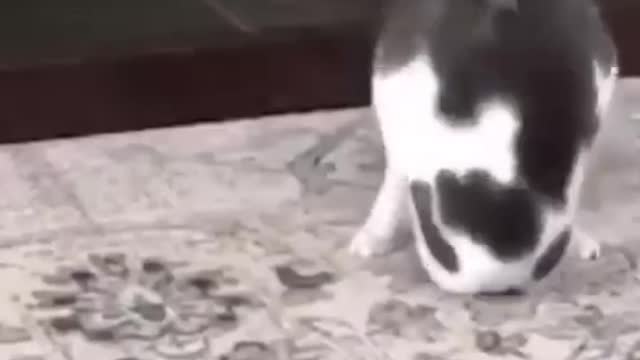 cat play 🥰🥰🥰🥰