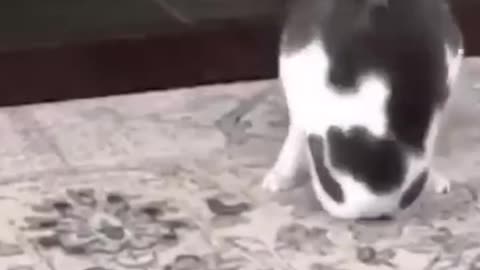 cat play 🥰🥰🥰🥰
