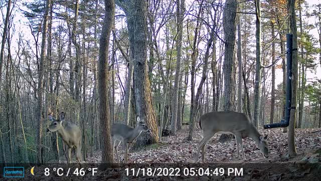 The Woods – 11/19/2022
